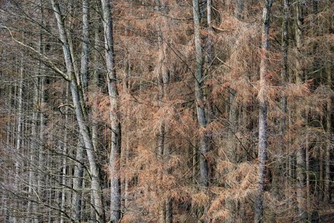 Alders