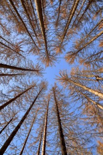 Spruce