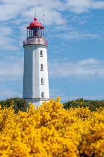 Lighthouse Dornbusch with blooming broom