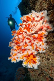 Yellow tree coral