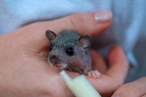 Edible dormouse