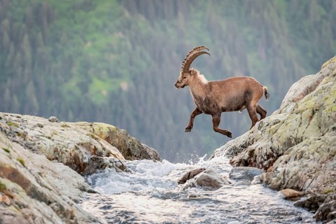 Alpine Ibex