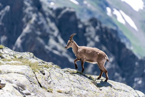 Alpine Ibex