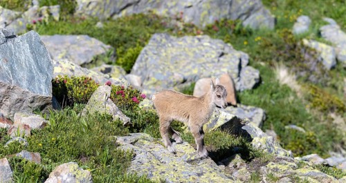 Alpine Ibex