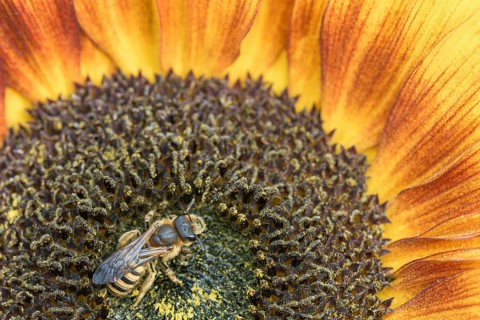 Sweat Bee
