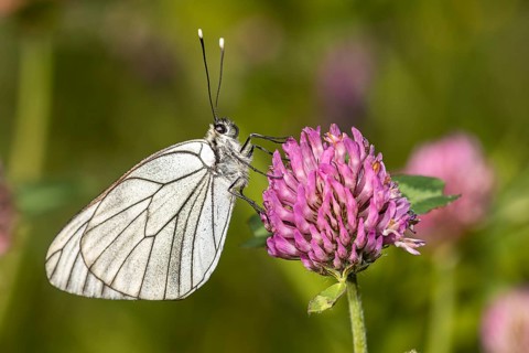 Black-veined white