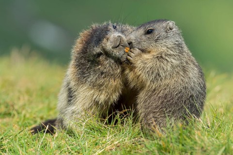 Marmot