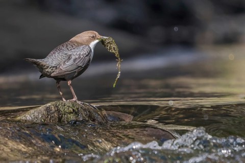 White-breasted dipper