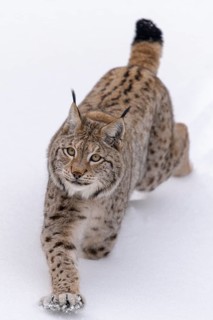 Eurasian lynx