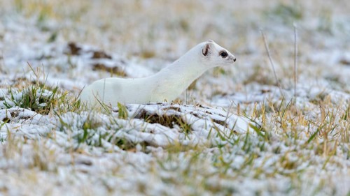 Stoat