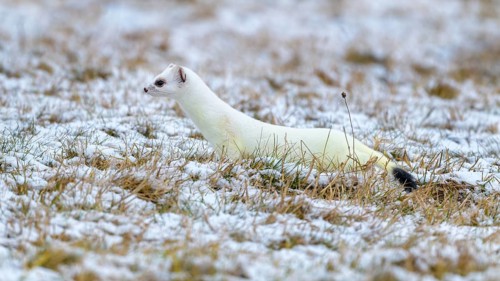 Stoat