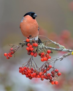 Eurasian bullfinch