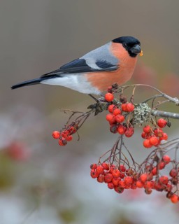 Eurasian bullfinch