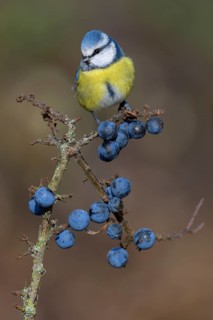 Blue tit