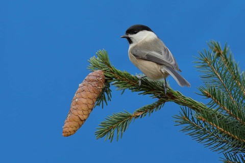 Marsh tit