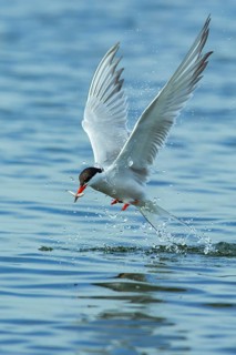 Common tern