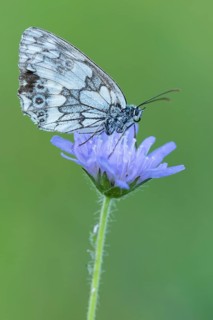 Marbled white