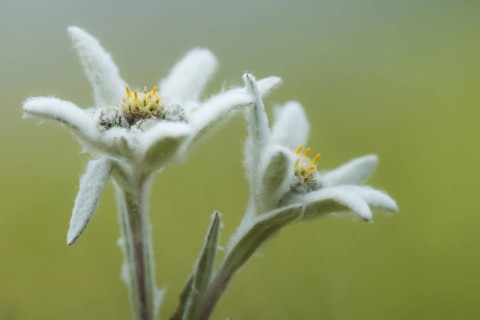 Edelweiss