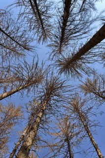 Spruce