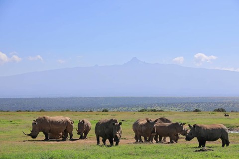 White rhinoceroses