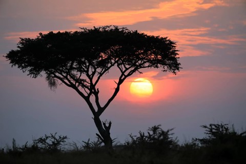Sunrise behind umbrella acacia