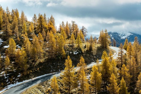 Autumn coloured larches