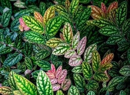 Green and purple patterned leaves