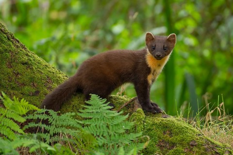 European pine marten