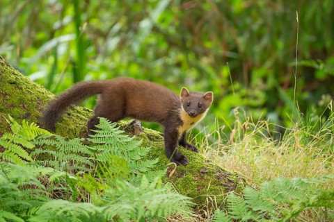 European pine marten