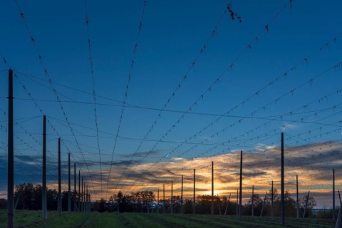 Sunset over harvested hop garden