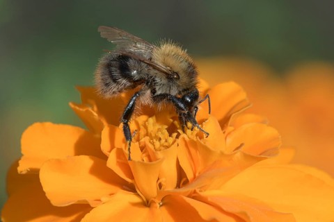 Common Carder-bee