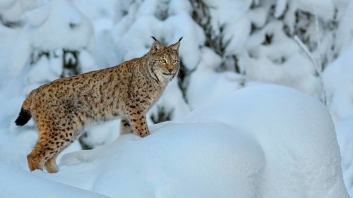 Eurasian lynx