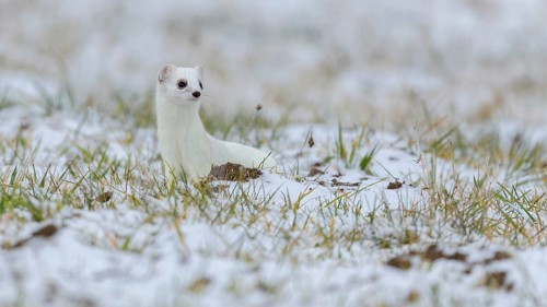 Stoat