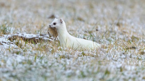 Stoat