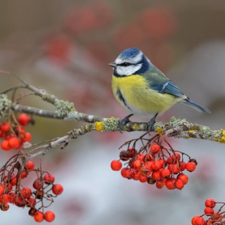 Blue tit