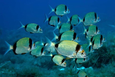 Shoal of two-banded seabream