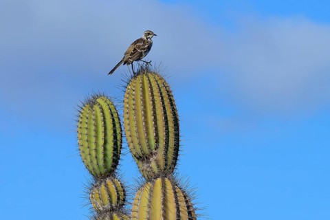 Galapagos mockingbird