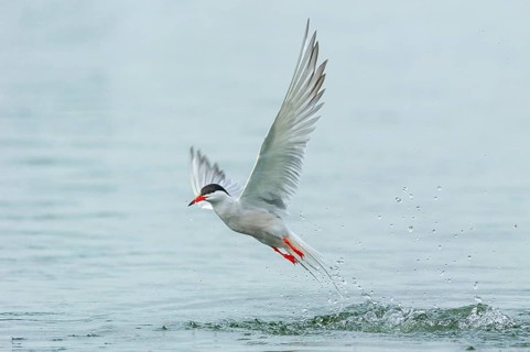 Common tern