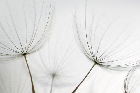 Filigree fruit stalks of a composite