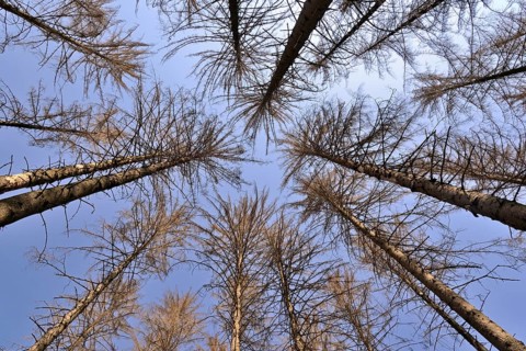 Spruce