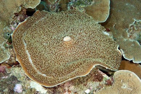 Giant Cup Mushroom