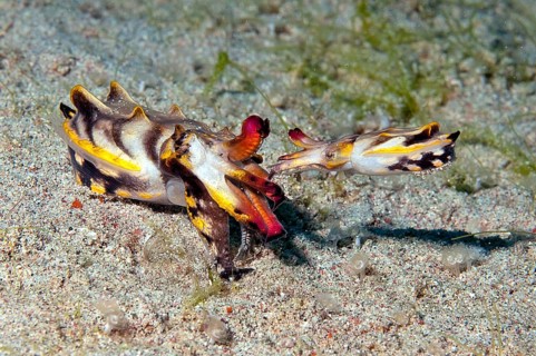 Mating of the flamboyant cuttlefish