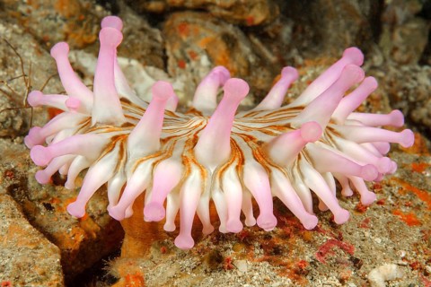 Club Anemone