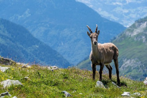 Alpine Ibex