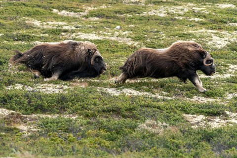 Two muskoxen