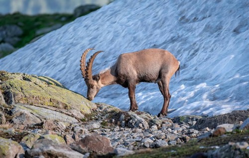 Alpine Ibex
