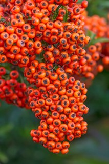 Fruits of the scarlet firethorn