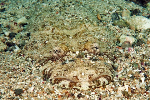 Tentacled flathead
