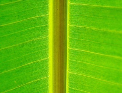 Leaf with thick leaf vein in backlight