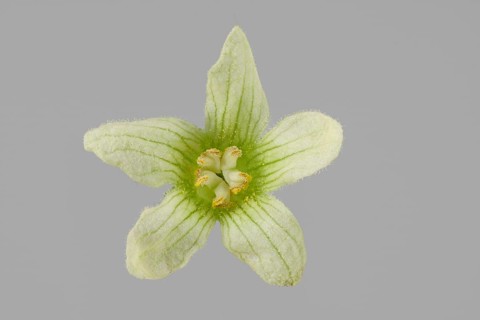 Bryonia dioica
